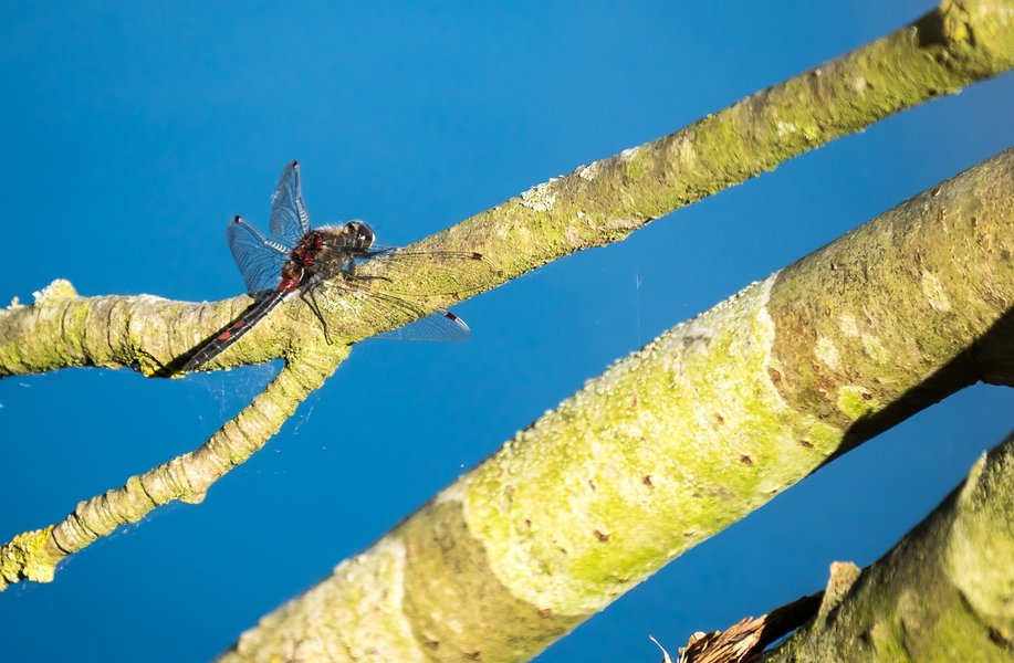 100621HMCI20210610-P6100077.jpg 100621HMCI20210610-P6100077.jpg