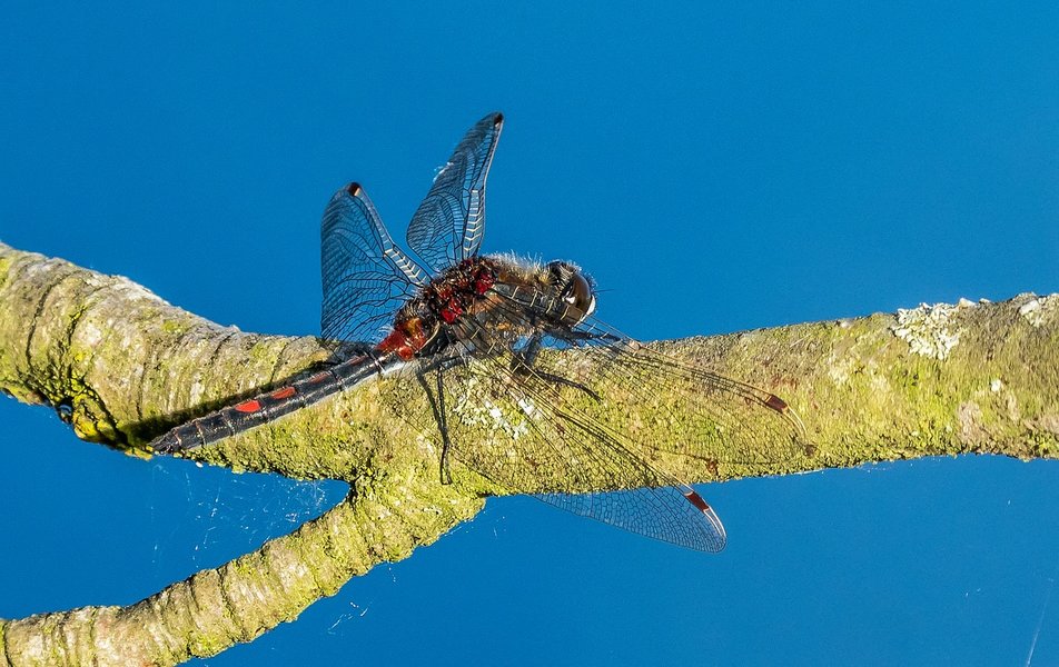 100621HMCI20210610-P6100080-Bearbeitet.jpg 100621HMCI20210610-P6100080-Bearbeitet.jpg