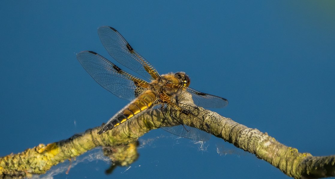 100621HMCI20210610-P6100084-Bearbeitet.jpg 100621HMCI20210610-P6100084-Bearbeitet.jpg