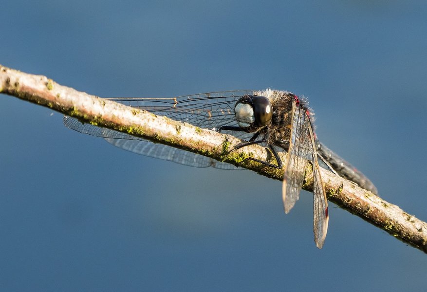 100621HMCI20210610-P6100119-Bearbeitet.jpg 100621HMCI20210610-P6100119-Bearbeitet.jpg