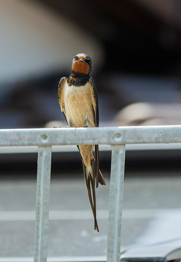 Vögel 2021-2714-ORF_DxO_DeepPRIME-Bearbeitet.jpg
