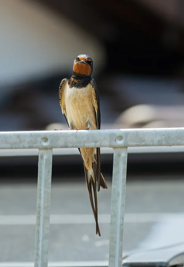 Vögel 2021-2714-ORF_DxO_DeepPRIME-Bearbeitet.webp
