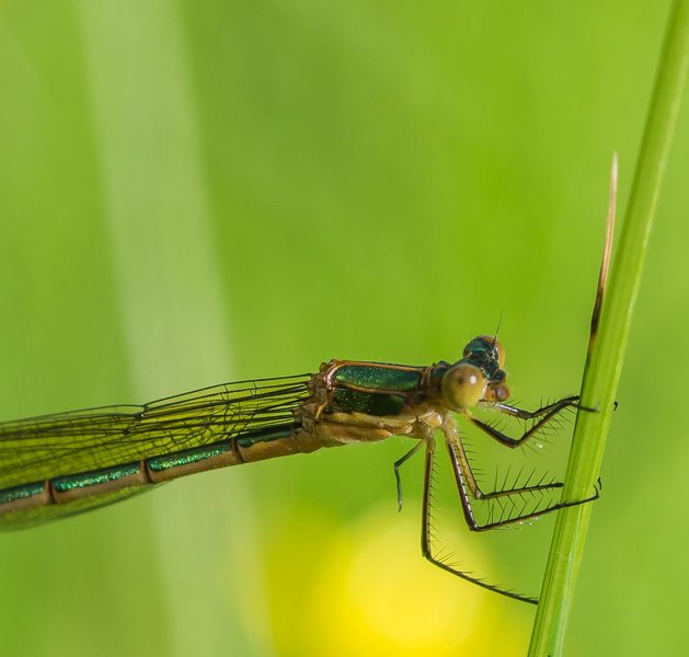 HM150621 CI20210615-IMGP6468.jpg