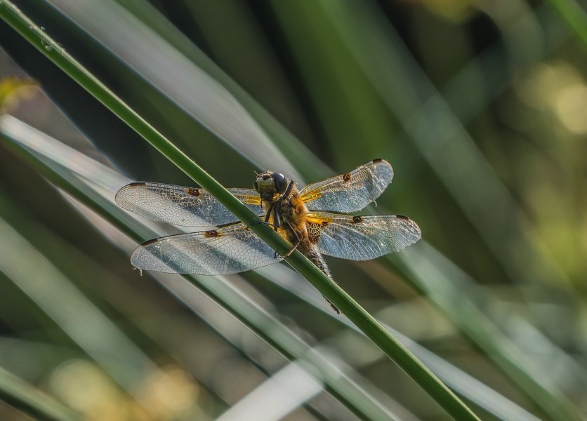 HM150621 CI20210615-P6150223-Bearbeitet.jpg