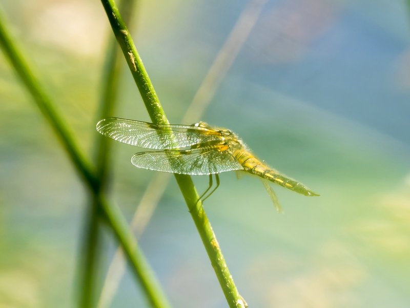 HM150621 CI20210615-P6150235.jpg