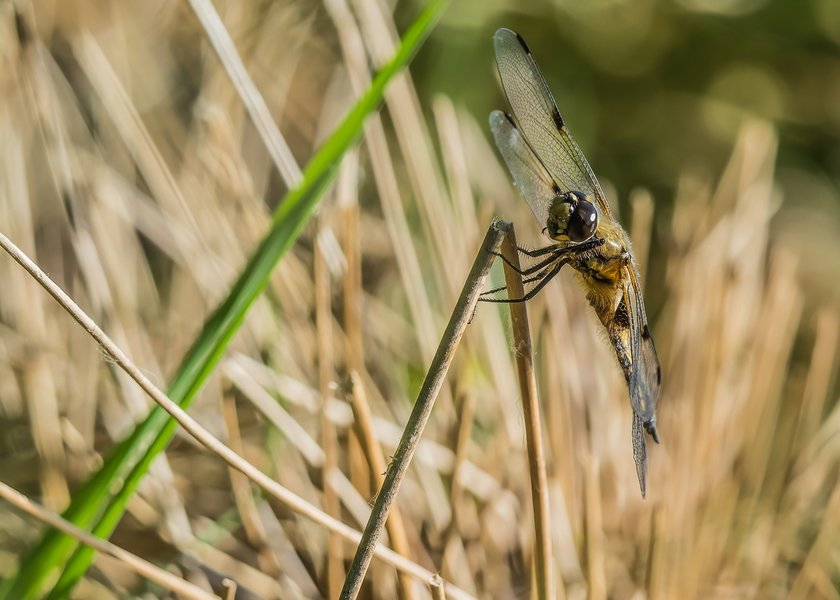 HM150621 CI20210615-P6150246-Bearbeitet.jpg