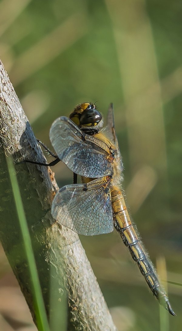 HM150621 CI20210615-P6150288-Bearbeitet.jpg