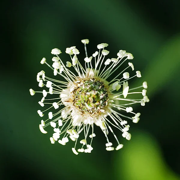 WeissesKrautvObenSL2SiMac1052ExtQUADRAT_666x666.webp