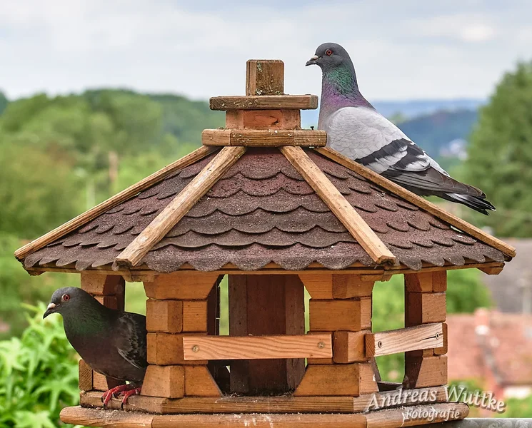 D75_4549_C1.webp