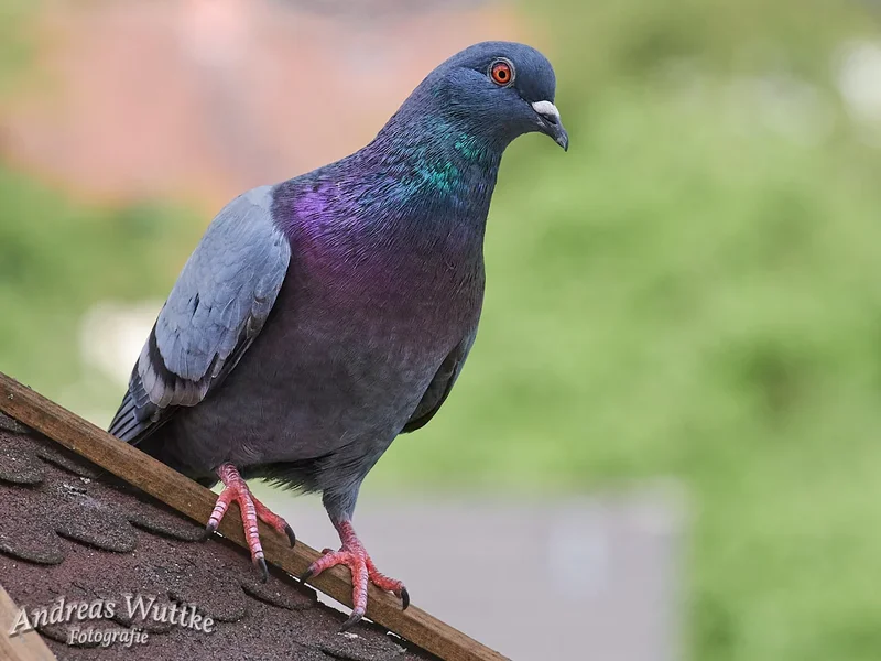 D75_4592_C1.webp