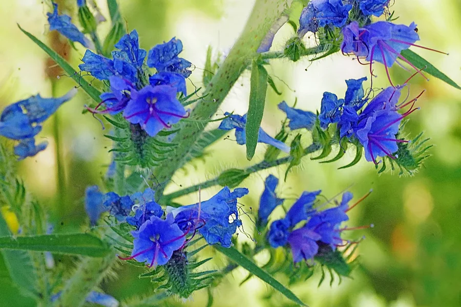 BlaueBlütenNatternkopfSL22Si1052ExtMANBEMIKOHELL_998x666.webp