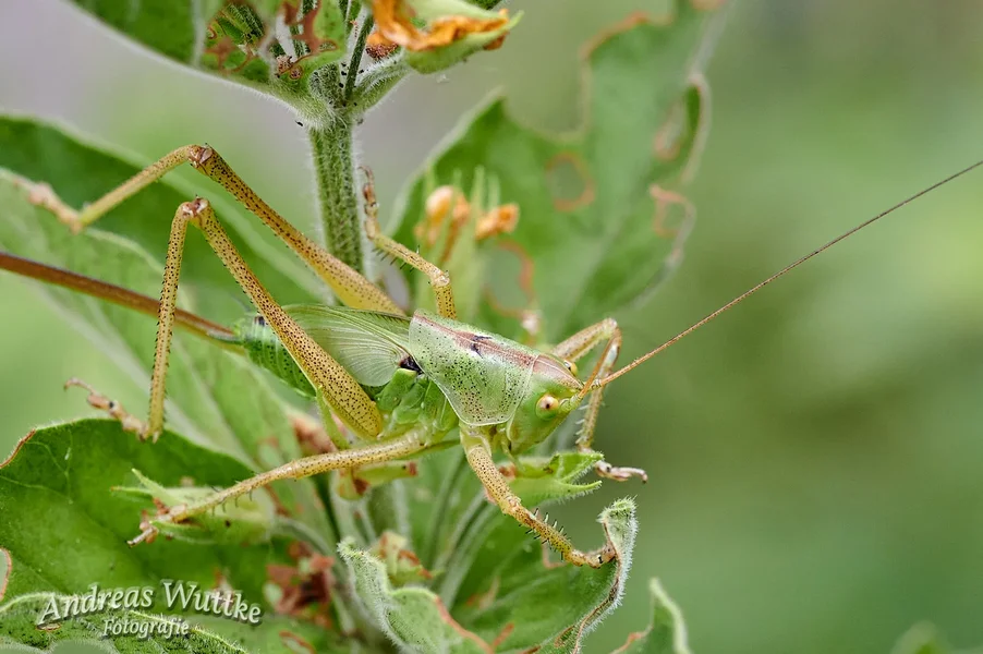 AZ6_0517_C1.webp