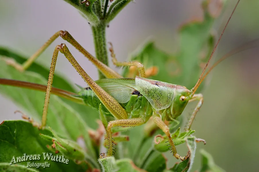 AZ6_0519_C1.webp