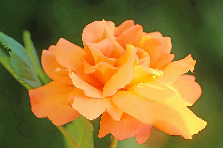 RoseOrangeBeautySL2SiMac1052ExtENDVERSIONFINFINFIN_998x666.jpg