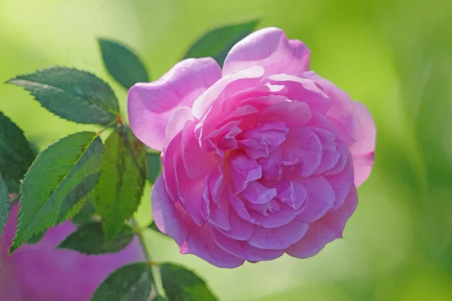 RoseengliischRosamBlätternSL2Si1004002ExtTILIFINFINFIN_998x666.webp