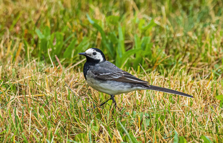 Vögel 2021-2810-Bearbeitet-Bearbeitet.jpg
