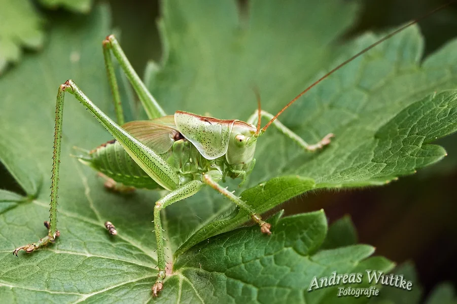 D75_4658_C1.webp