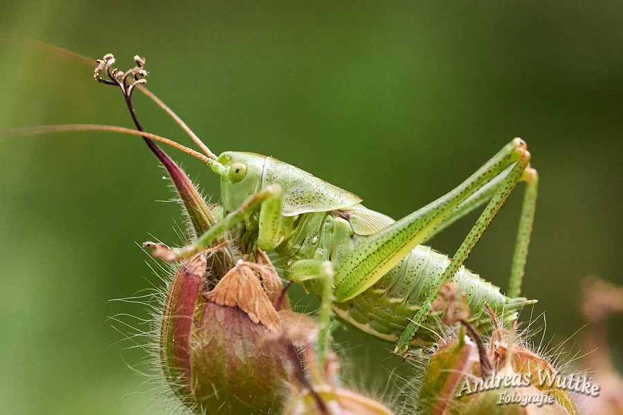 D75_4674_C1.webp
