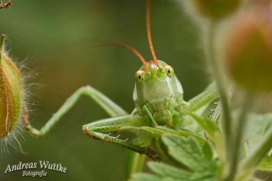 D75_4681_C1.webp