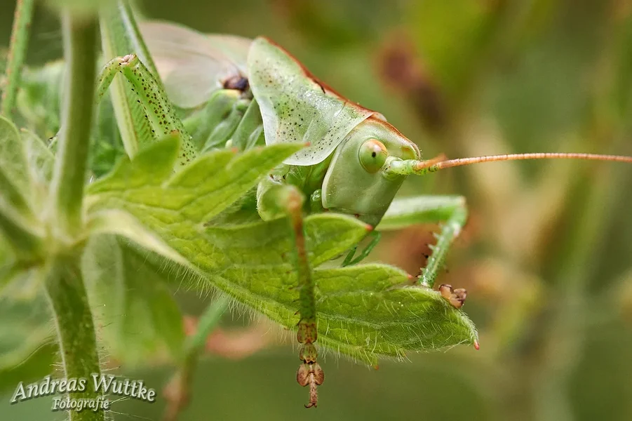D75_4682_C1.webp