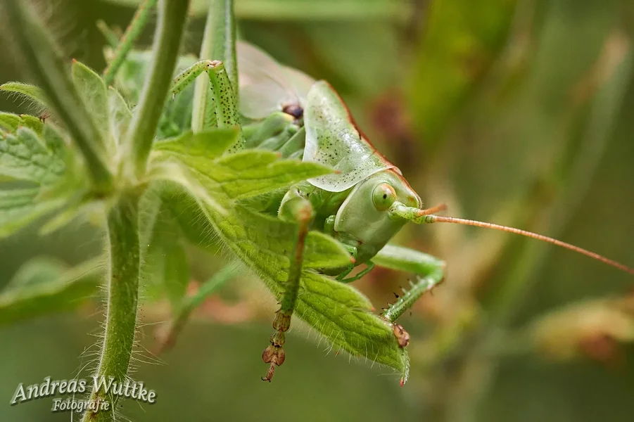 D75_4684_C1.webp