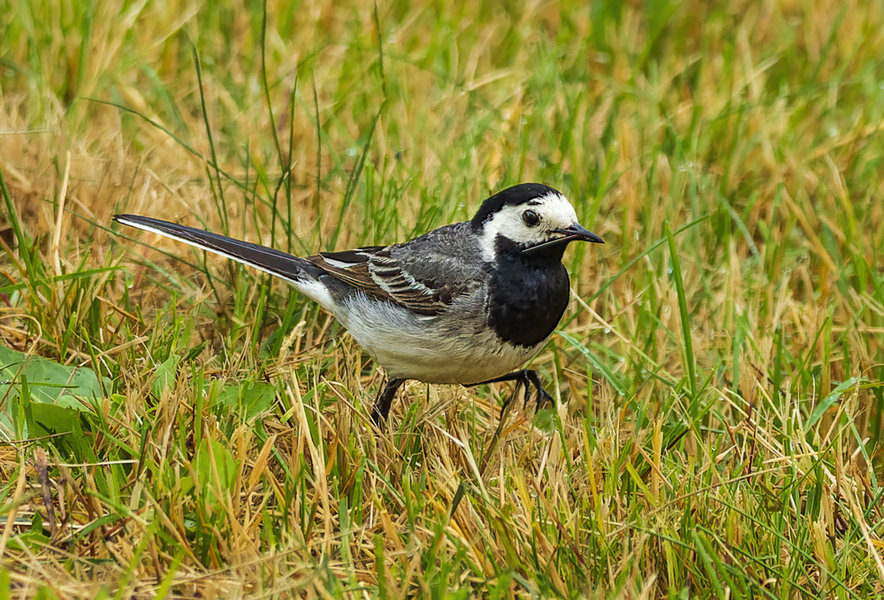 Vögel 2021-2788-ORF_DxO_DeepPRIME-Bearbeitet.jpg