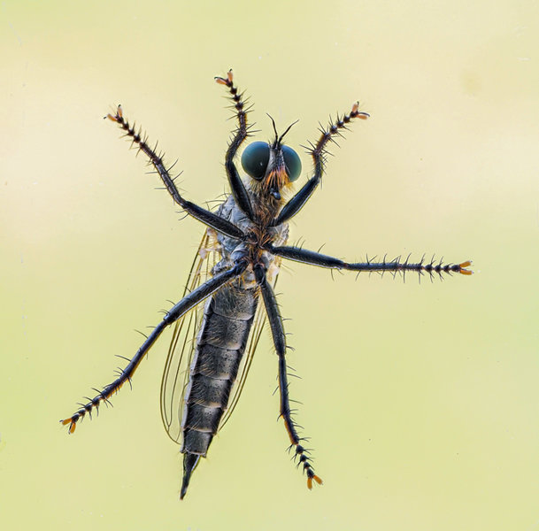 Kleintiere 2021-35-Bearbeitet-Bearbeitet.jpg Kleintiere 2021-35-Bearbeitet-Bearbeitet.jpg