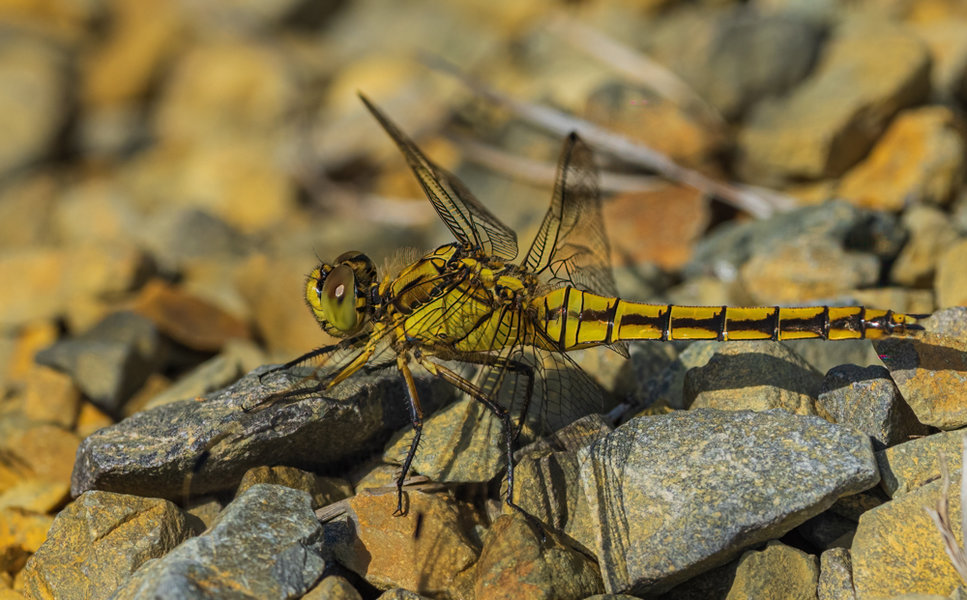 Kleintiere 2021-194-Bearbeitet-Bearbeitet.jpg