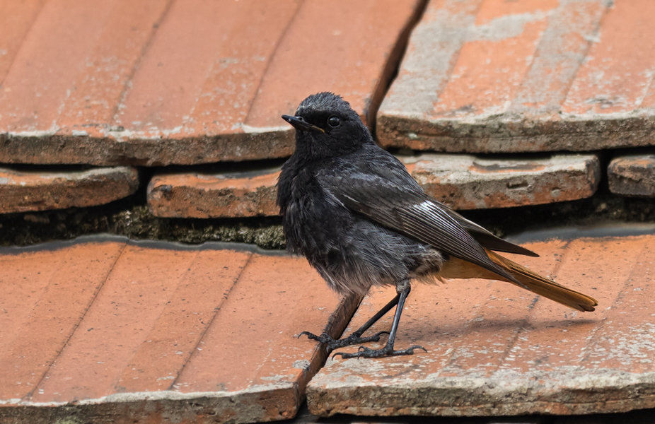Vögel 2021-3104-Bearbeitet-Bearbeitet.jpg