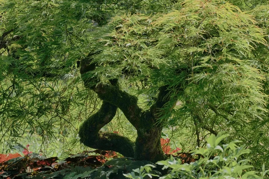 BaumBonsaiartigBotGHDRSL2_998x666.webp