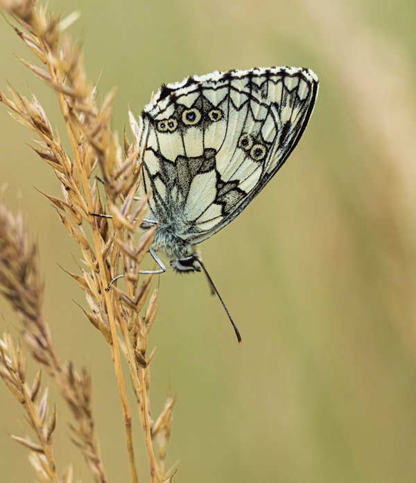 Kleintiere 2021-69-Bearbeitet-Bearbeitet.jpg