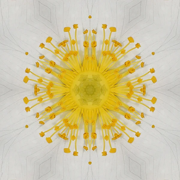 WeissePfingstrosemUmfeldSL2Si105Mac2ExtNURZENTRUMQUADRATSYMM6_666x666.webp