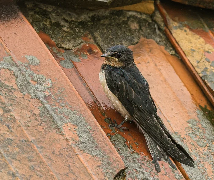 Vögel 2021-3128-ORF_DxO_DeepPRIME-Bearbeitet.webp