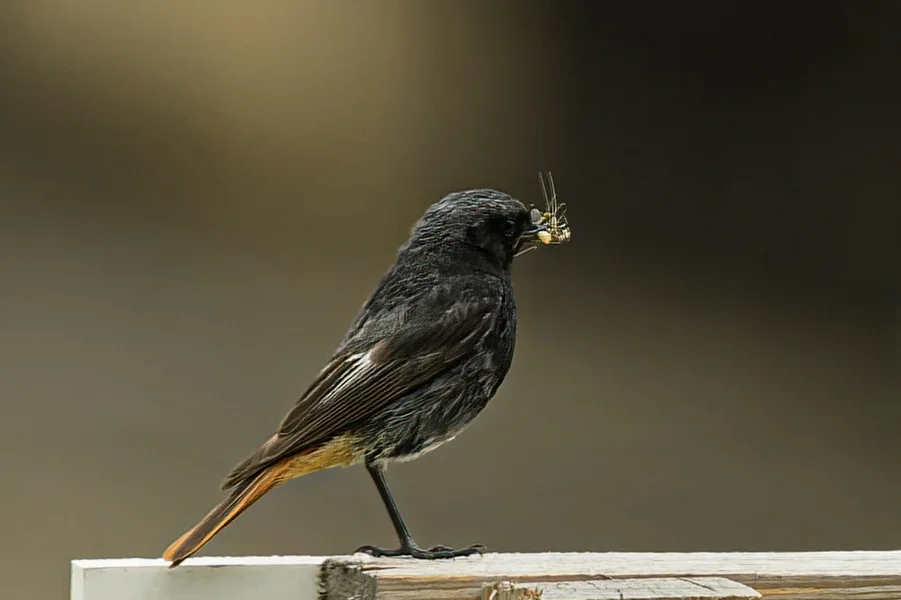 Vögel 2021-3187-ORF_DxO_DeepPRIME-Bearbeitet.webp