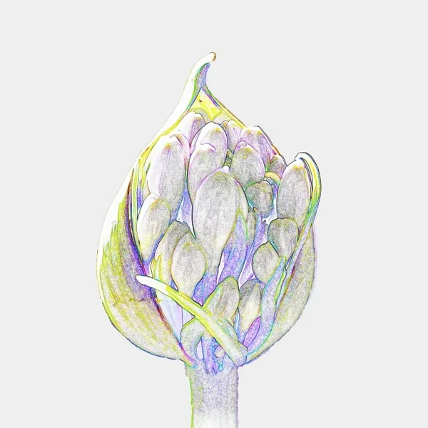 GrüneKnospemSamenfrüchtenSL2Si105Mac2EXTQUADRATGRAFIK_666x666.webp