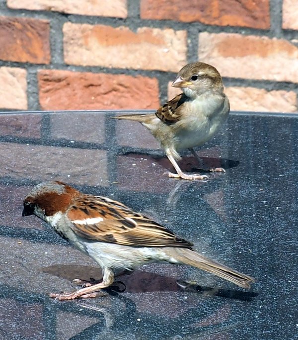 Spatzen6.jpg Spatzen6.jpg