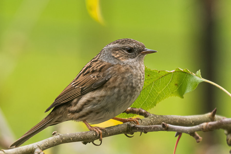 November 2017-66-NEF_DxO_DeepPRIME-Bearbeitet.jpg