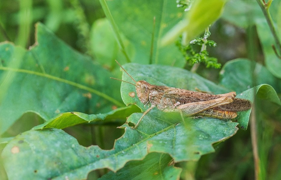 CIBH 220720210722-P7220433-Bearbeitet.jpg