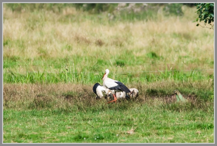 _UMC0411.jpg