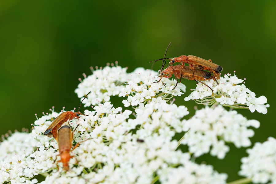 Kleintiere 2021-298-ORF_DxO_DeepPRIME-Bearbeitet.jpg