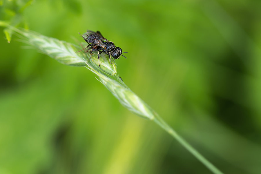 Kleintiere 2021-338-ORF_DxO_DeepPRIME-Bearbeitet.jpg