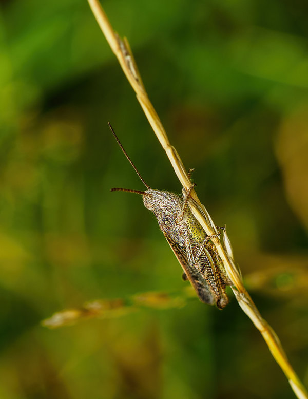 Kleintiere 2021-351-ORF_DxO_DeepPRIME-Bearbeitet.jpg