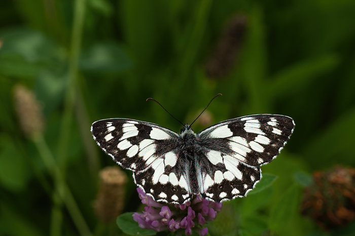 Kleintiere 2021-390-ORF_DxO_DeepPRIME-Bearbeitet.jpg