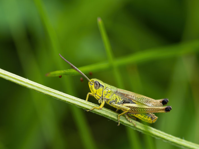 Kleintiere 2021-407-ORF_DxO_DeepPRIME-Bearbeitet.jpg