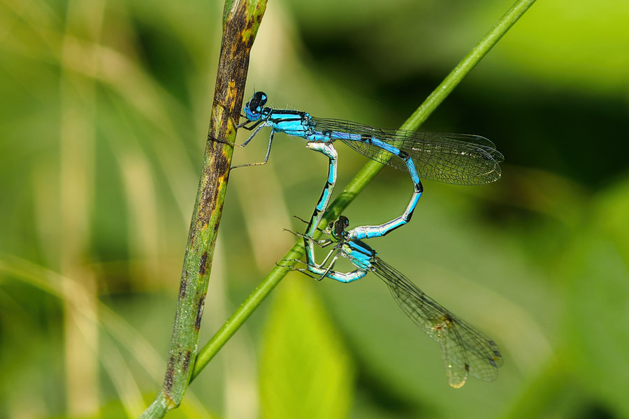 Kleintiere 2021-450-ORF_DxO_DeepPRIME-Bearbeitet.jpg