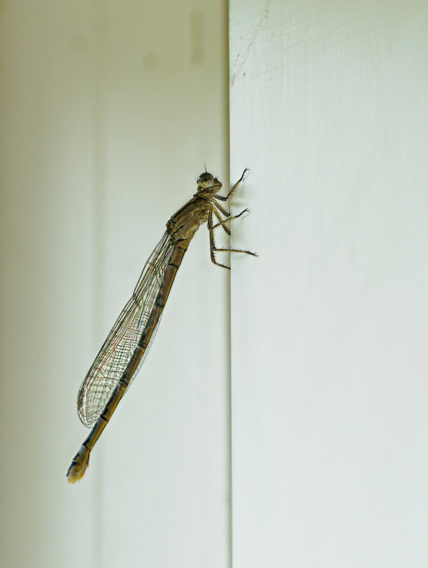 Kleintiere 2021-456-ORF_DxO_DeepPRIME-Bearbeitet.jpg