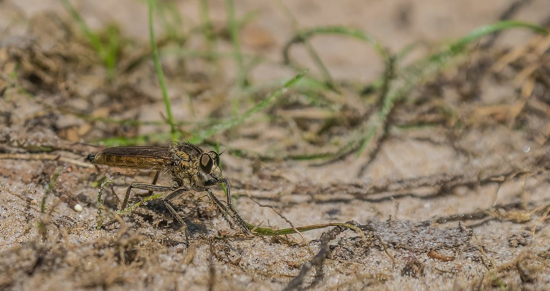 CI BHAH 24072120210724-P7240779-Bearbeitet.jpg