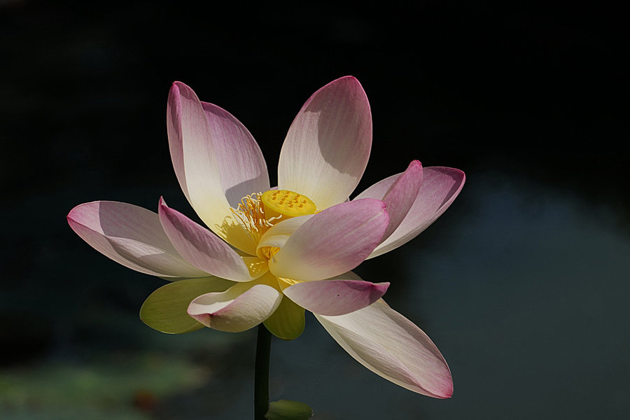 LotusblüteGrossmitnatHGSL2S100400_998x666.jpg