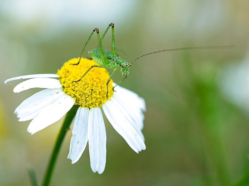 ci_PG9_4330.jpg