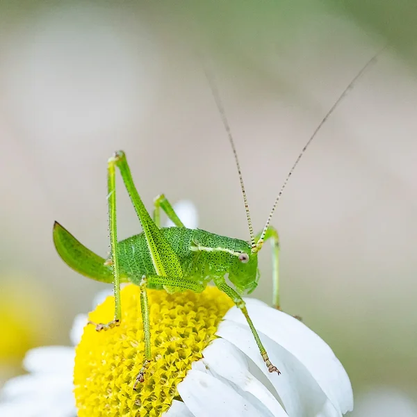 ci_PG9_4364.webp